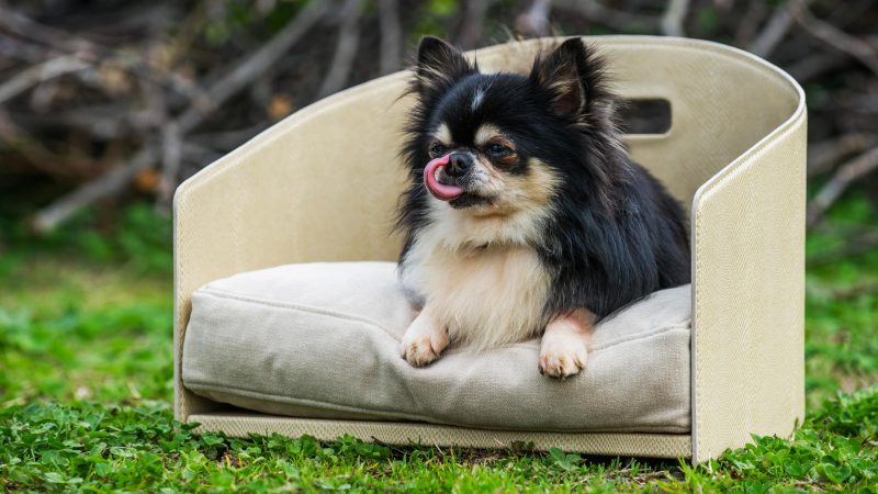 Cane sopra cuccia DoggyLy in pelle e cuscino beige.