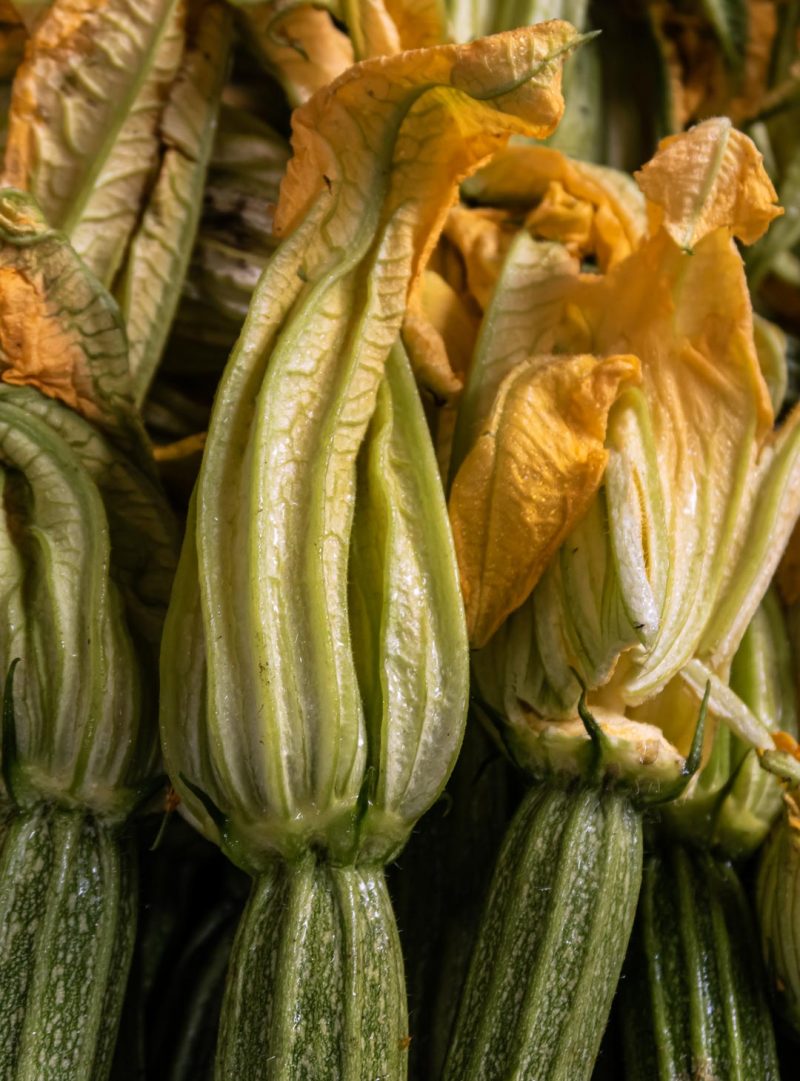 Particolare di fiori di zucca Verde Toscana.