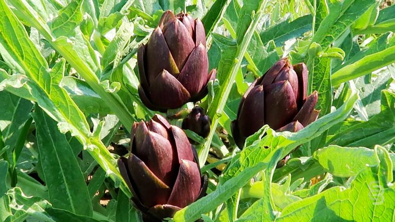 Particolare di carciofi Verde Toscana sulla pianta.